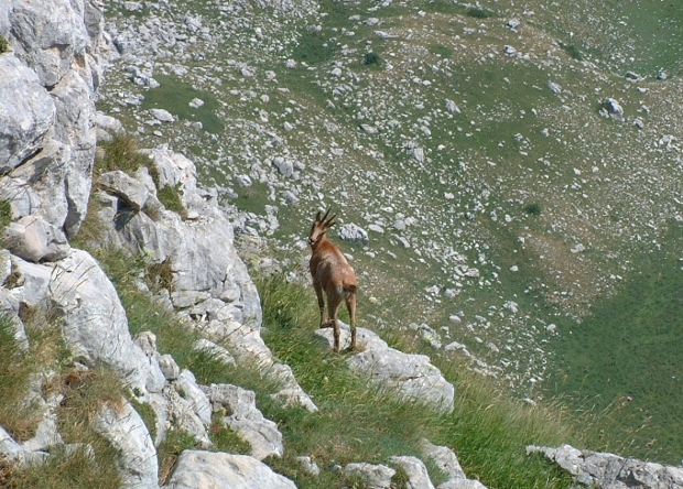 Camoscio d''Abruzzo Rupicapra pyrenaica ornata